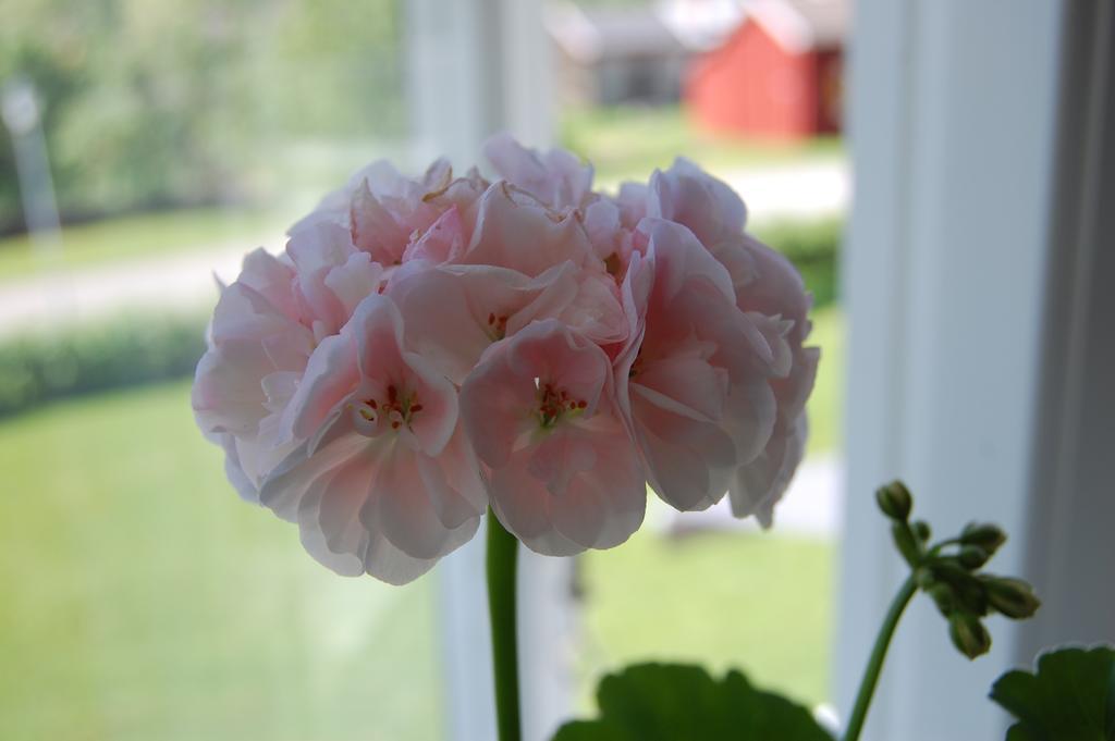 Brunnsgarden Bed & Breakfast Skellefteå Buitenkant foto
